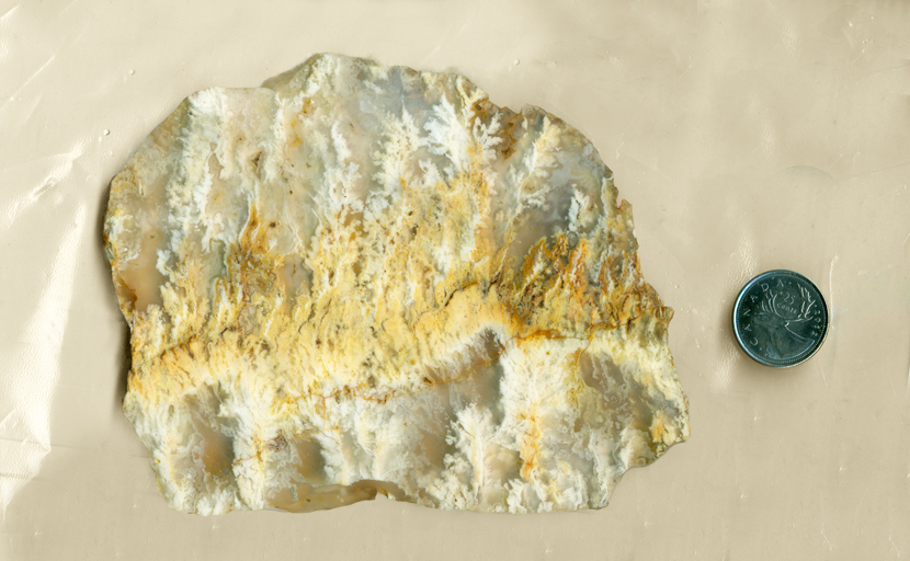 Slab of Stinking Water Plume Agate from Idaho, with white and yellow plumes spreading from a central line.