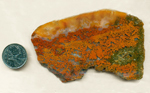 Orange and red floral masses in a blue medium in a slab of Crater Lake Flower Jasper from Oregon.