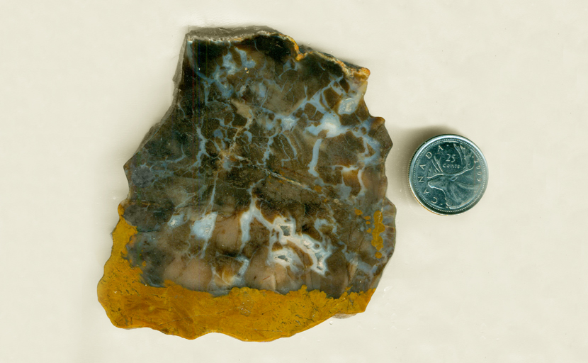 A thick slab of petrified wood, brown and dark gray, with pockets of blue chalcedony and vugs of druzy quartz.