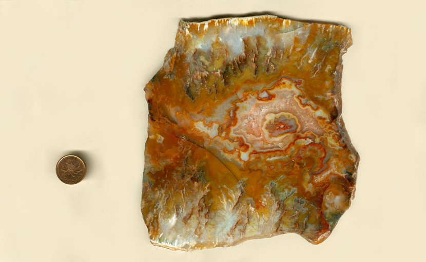 Polished, red, white, orange and yellow slab of Regency Rose Plume Agate from Graveyard Point, Idaho.