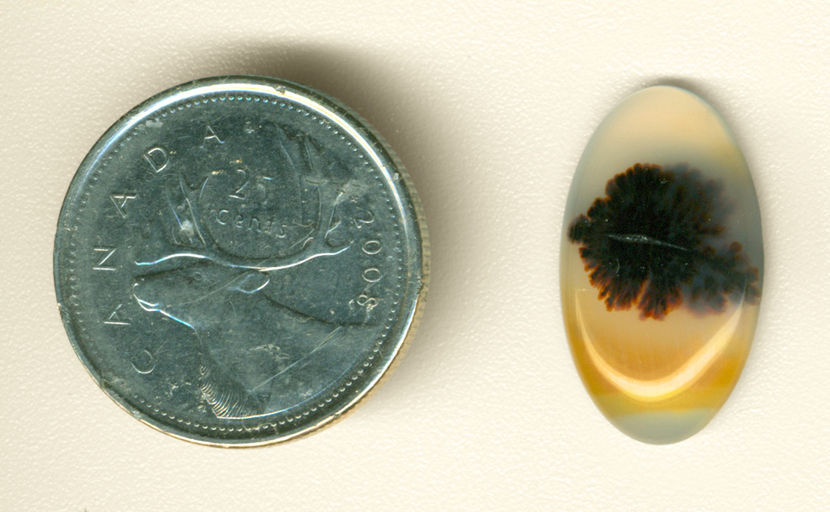 Gold and clear Montana Agate cabochon with a central mossy growth.
