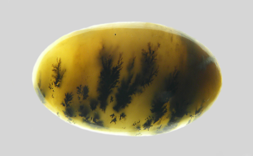 Calibrated oval polished Kansas Moss Agate cabochon, with black moss and dendrites in yellow chalcedony, with a bundle of yellow needles.