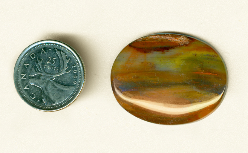 Polished cabochon of Petrified Wood from Arizona, with orange, blue, red and green colors spread across a wooden pattern.
