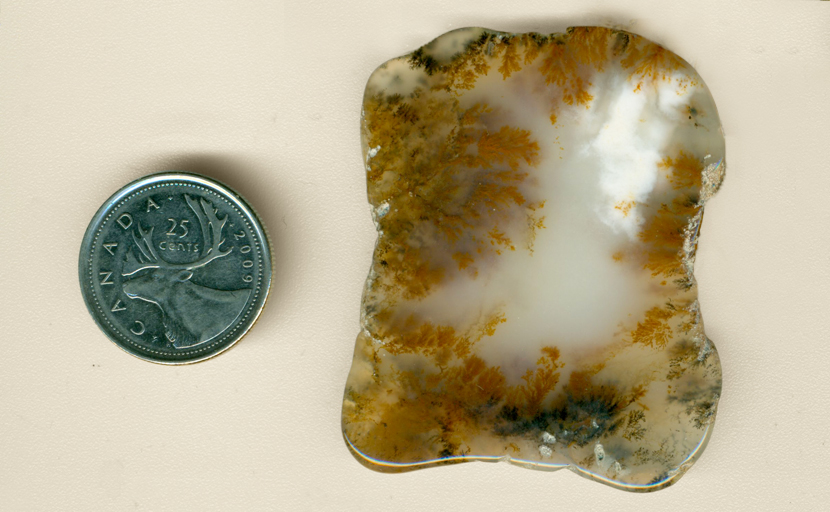 Freeform polished slab of dendritic/plume agate from an unknown US location, with branching reddish-gold and black patterns on a rectangular white background.