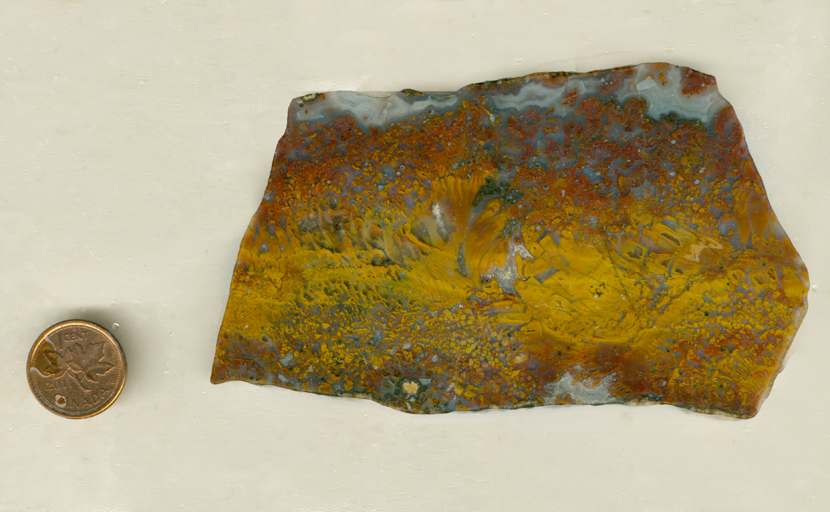 A slab of Bird of Paradise Agate with fanning floral shapes in gold and red, with little indications of a blue background.