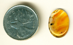 Yellow cabochon of Montana Agate with an orange fortification pattern and black flecks.