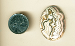Polished cabochon of Mexican Crazy Lace Agate, with a central white fortification and white lace patterns, with pink lace patterns around the edges.