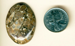 Cabochon of fossil Turritella shells, some in characteristic cross sections, outlined in golden, brown and darker colors, providing contrast.