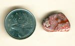 Orange-red, blue and white lace patterns, with eye patterns of the same, in a freeform polished piece of Crazy Lace Agate from Mexico.